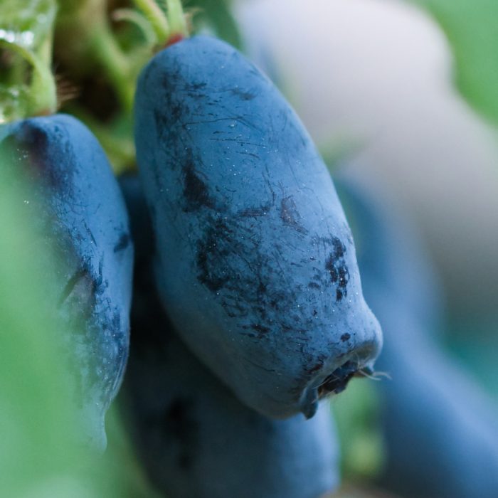 Lonicera caerulea, Blue honeysuckle haskap fruit close up, large berries of canadian honeyberry boreal beast variety, ripe and juicy Blue honeysuckle haskap fruit close up, large berries of canadian boreal beast variety, ripe and juicy growing in the summer garden, self sufficiency and healthy food concept